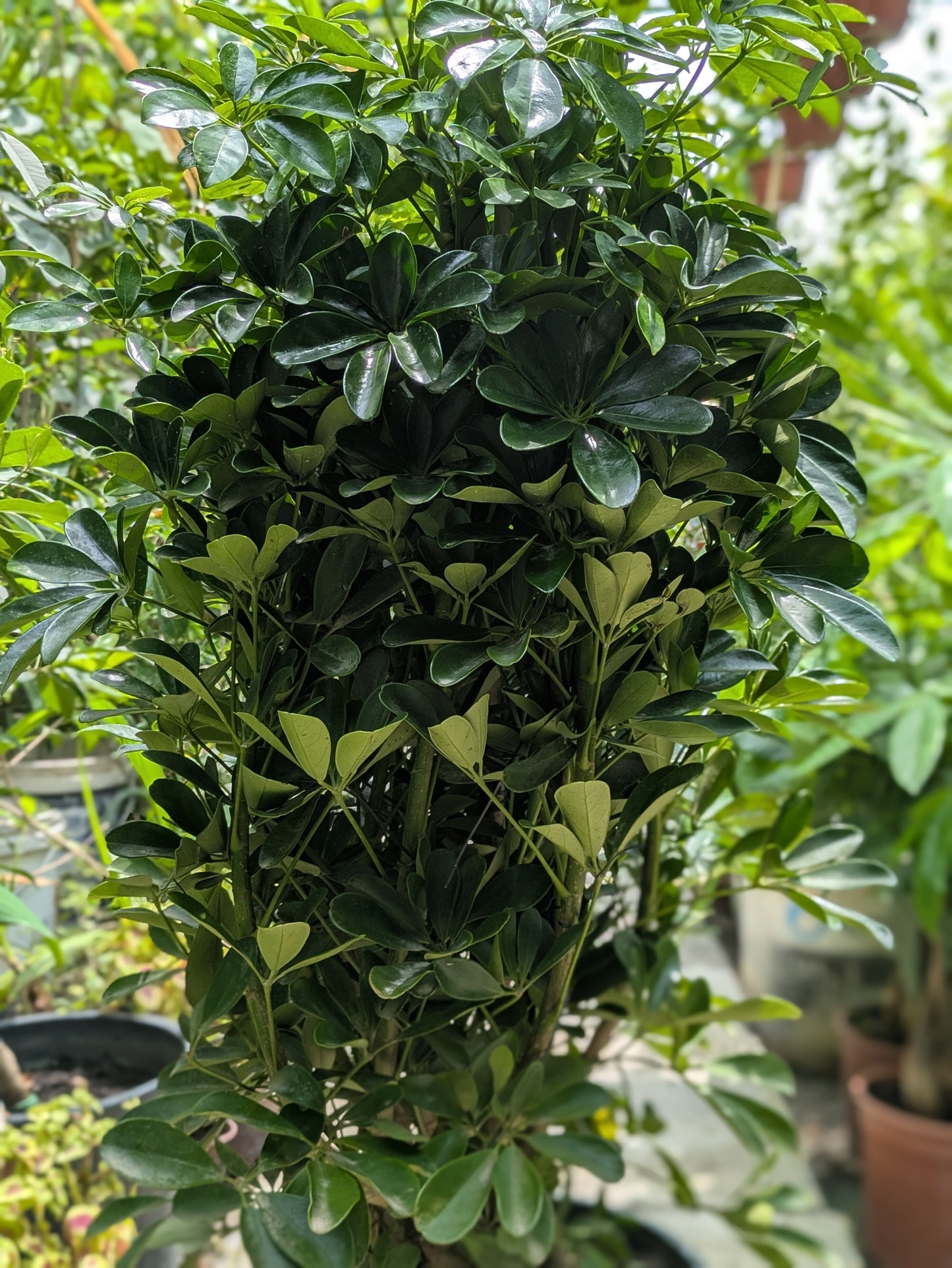 Dwarf Umbrella Tree (Schefflera arboricola)