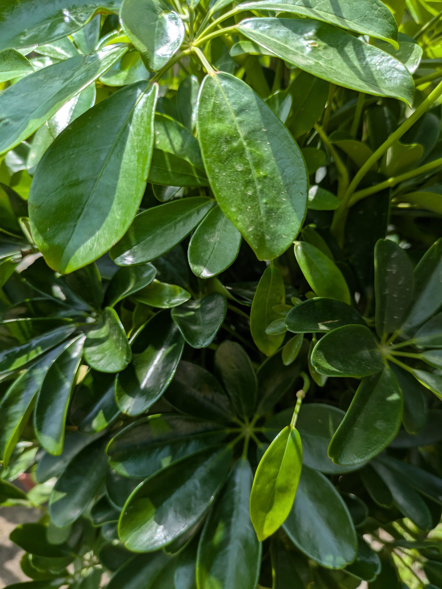 Dwarf Umbrella Tree (Schefflera arboricola)