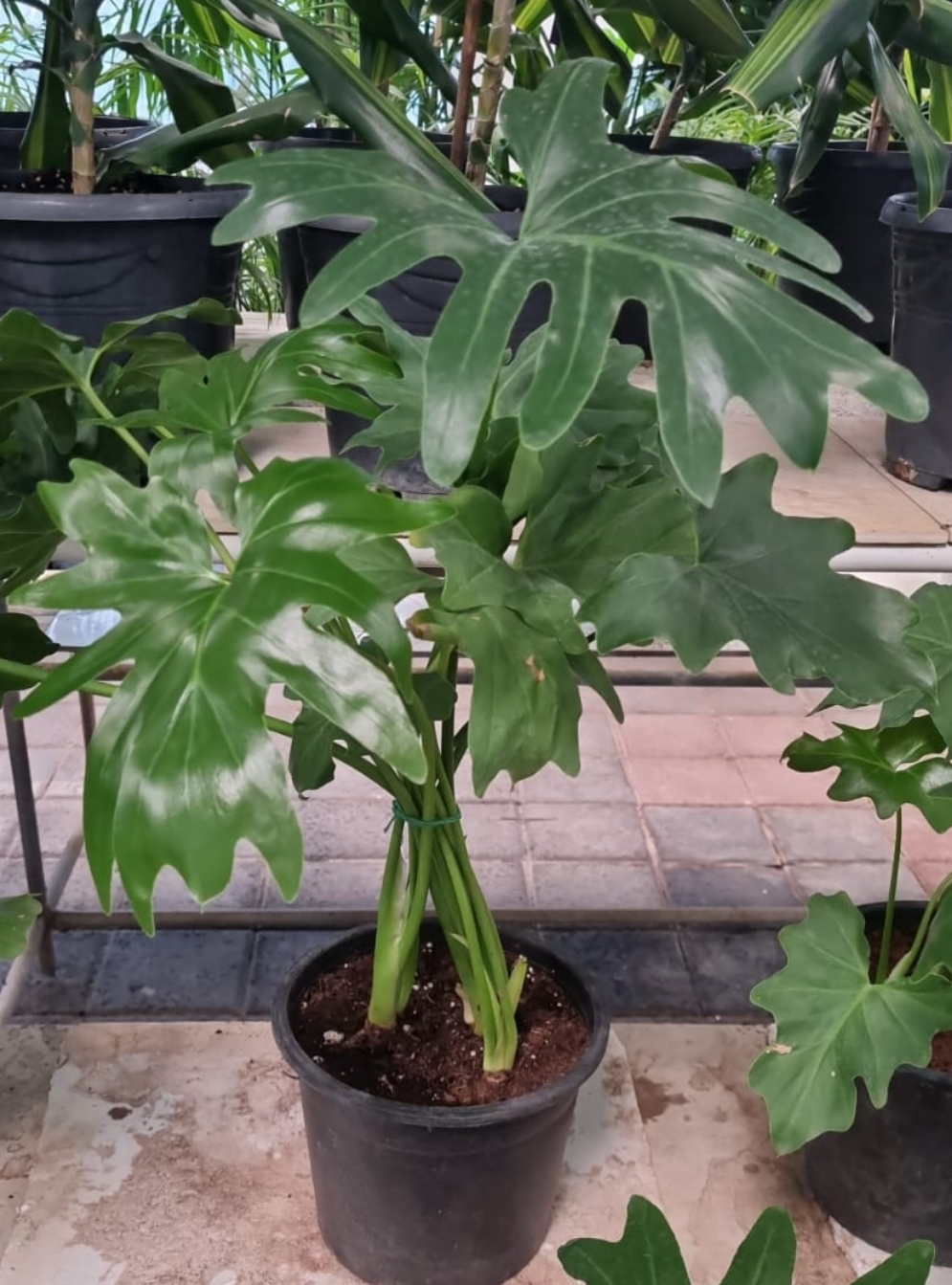 Philodendron Selloum