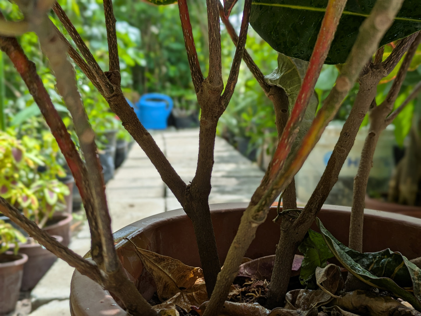Croton Petra
