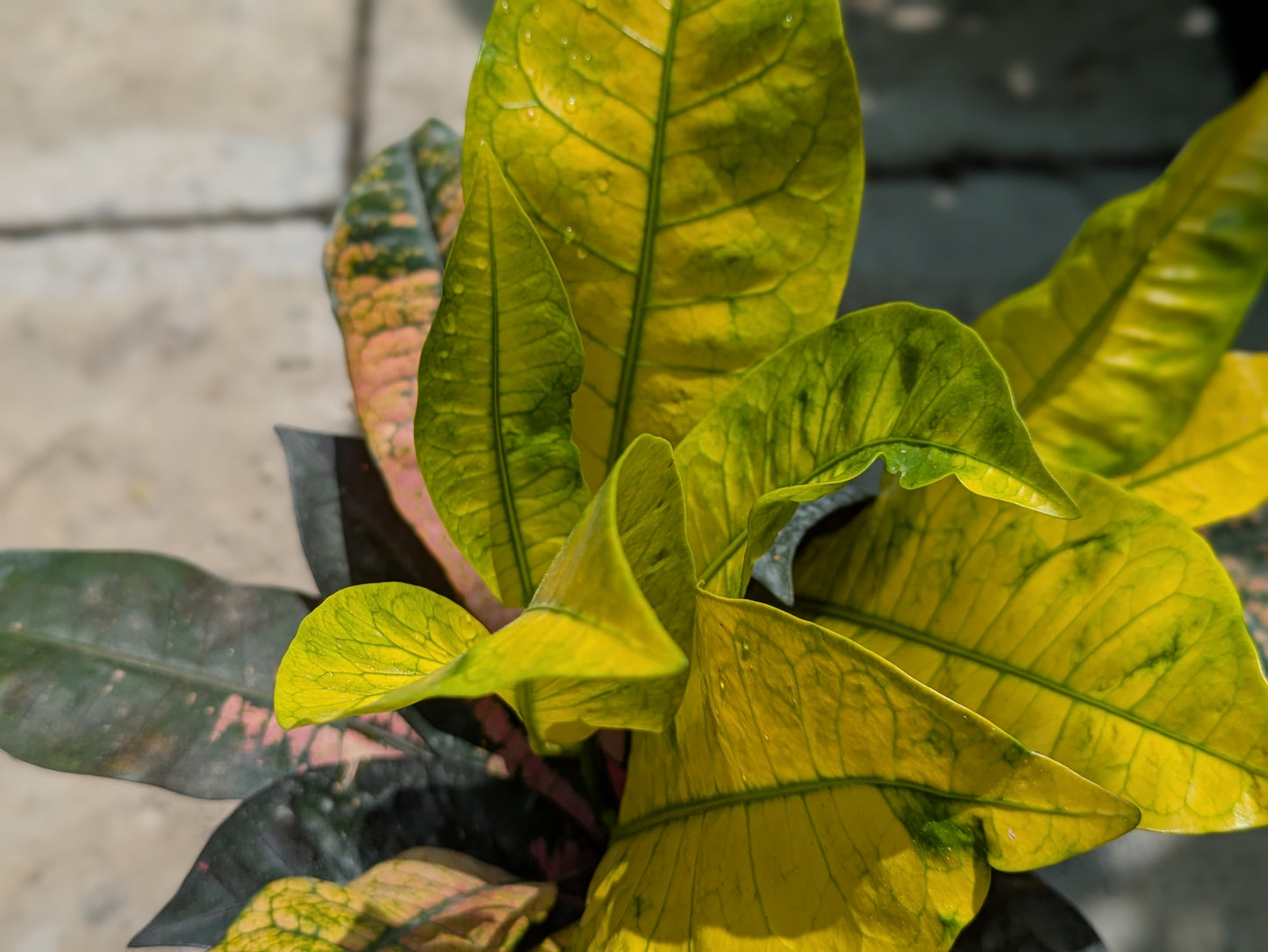 Garden Croton (Codiaeum variegatum)