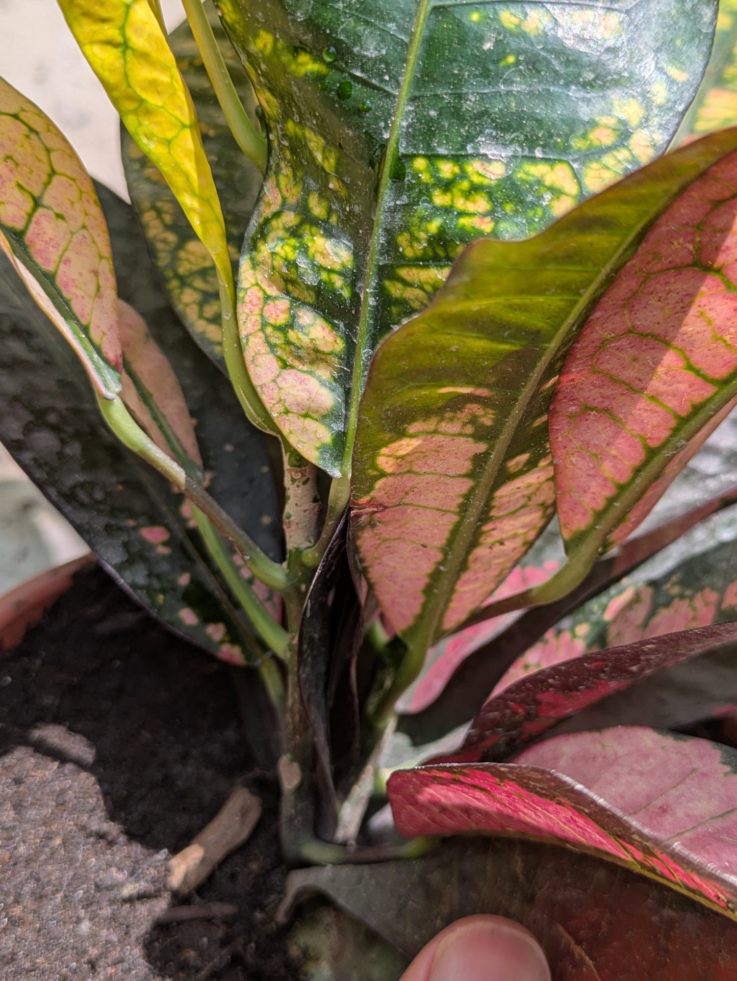 Garden Croton (Codiaeum variegatum)