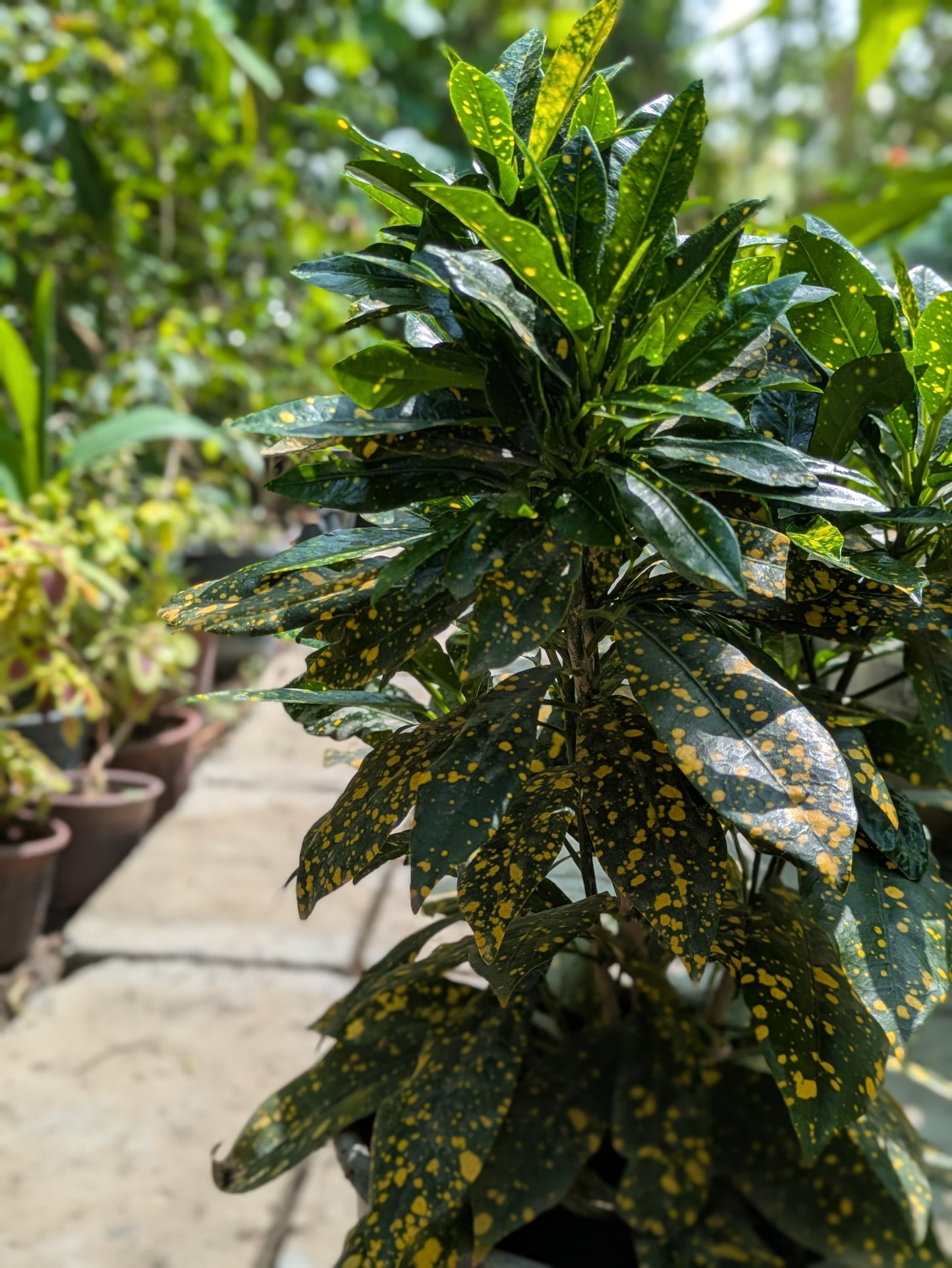 Gold Dust Plant (Aucuba japonica ‘Variegata’)
