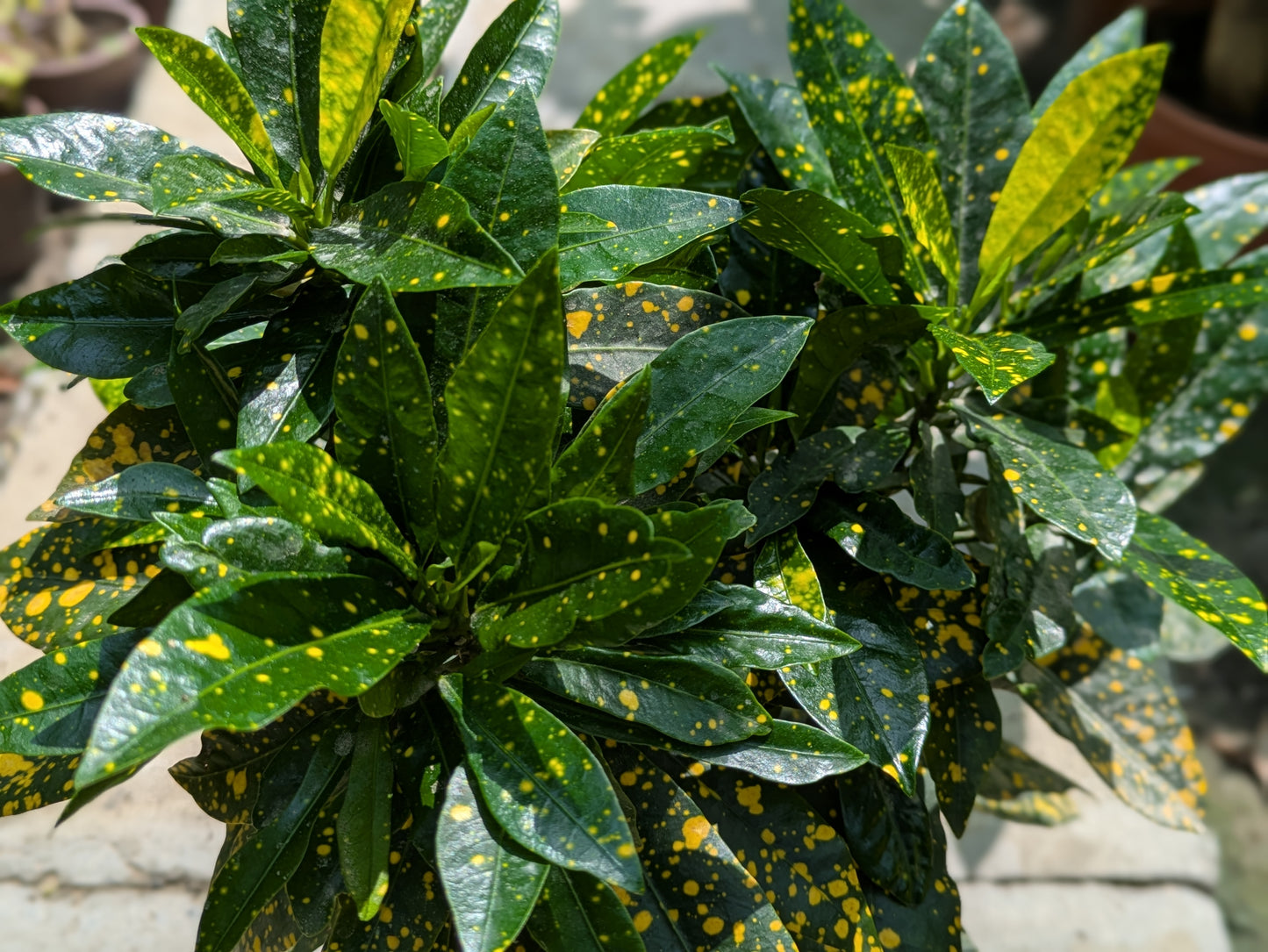 Gold Dust Plant (Aucuba japonica ‘Variegata’)
