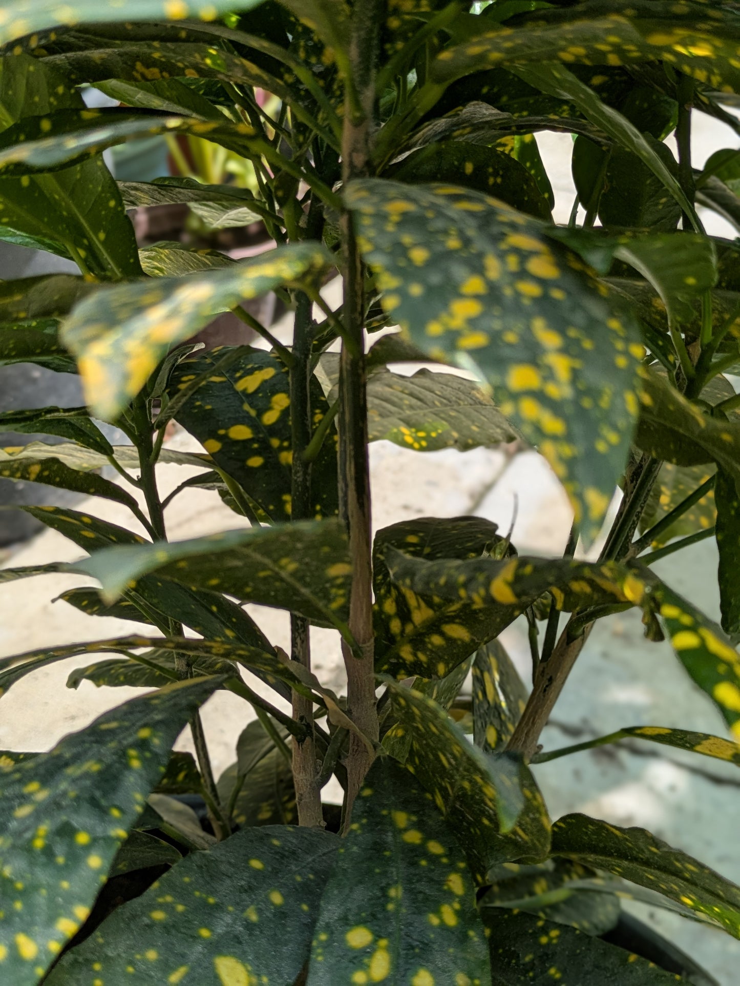 Gold Dust Plant (Aucuba japonica ‘Variegata’)