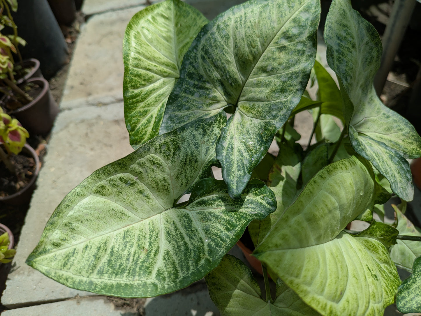 Arrowhead Plant (Syngonium podophyllum)