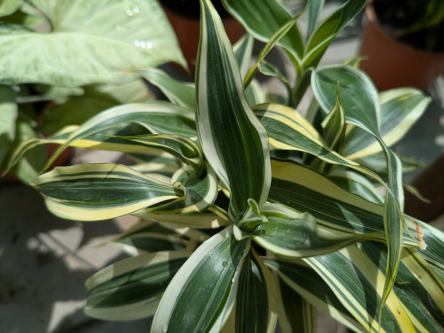 Dracaena Reflexa