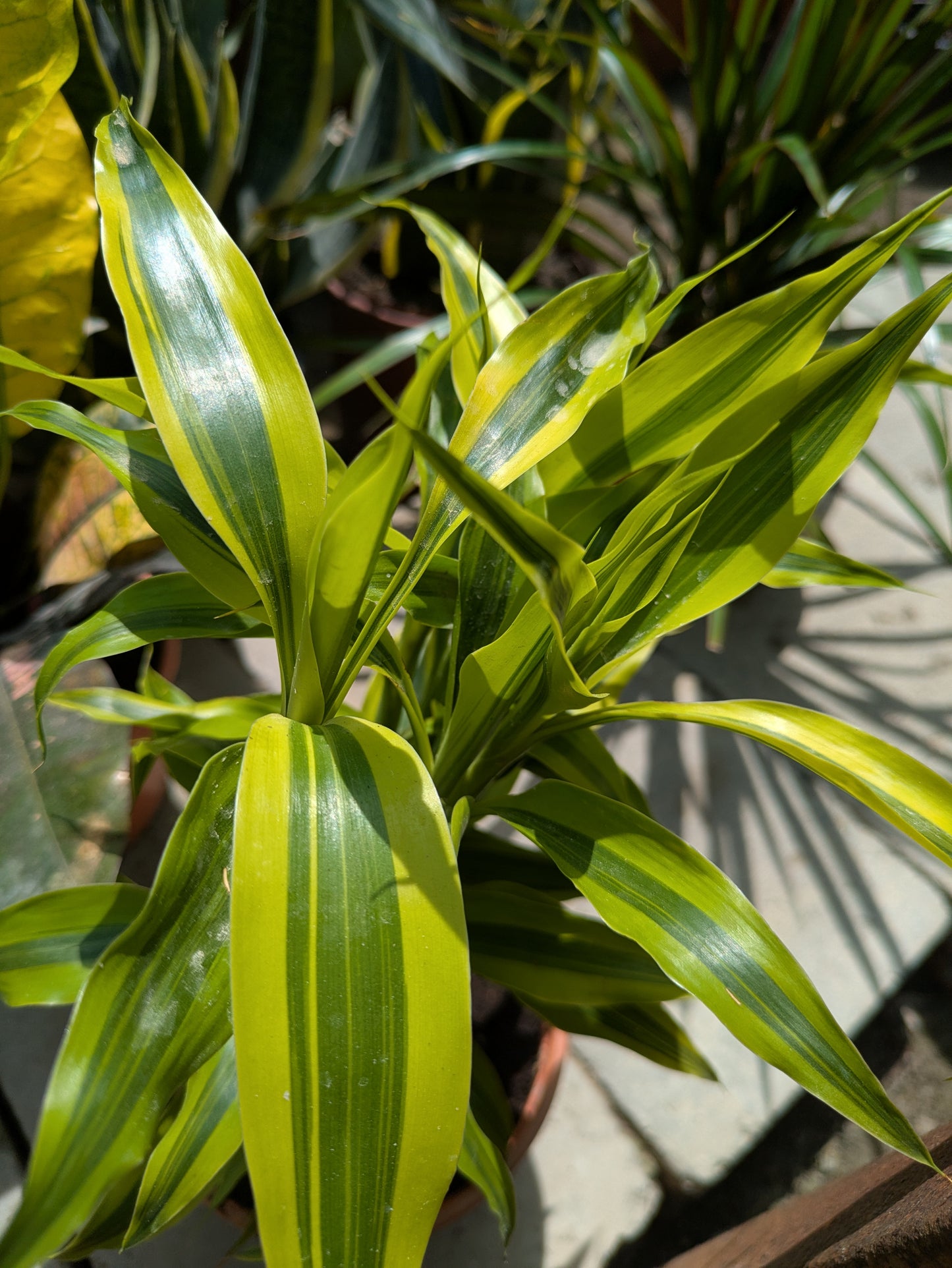 Dracaena Reflexa