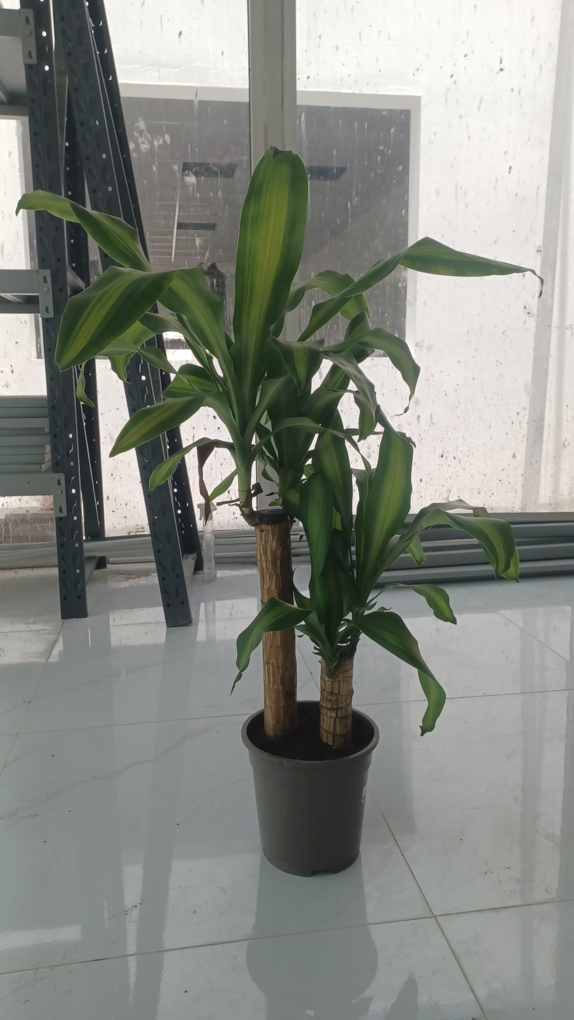 Corn Plant (Dracaena fragrans ‘Massangeana’)