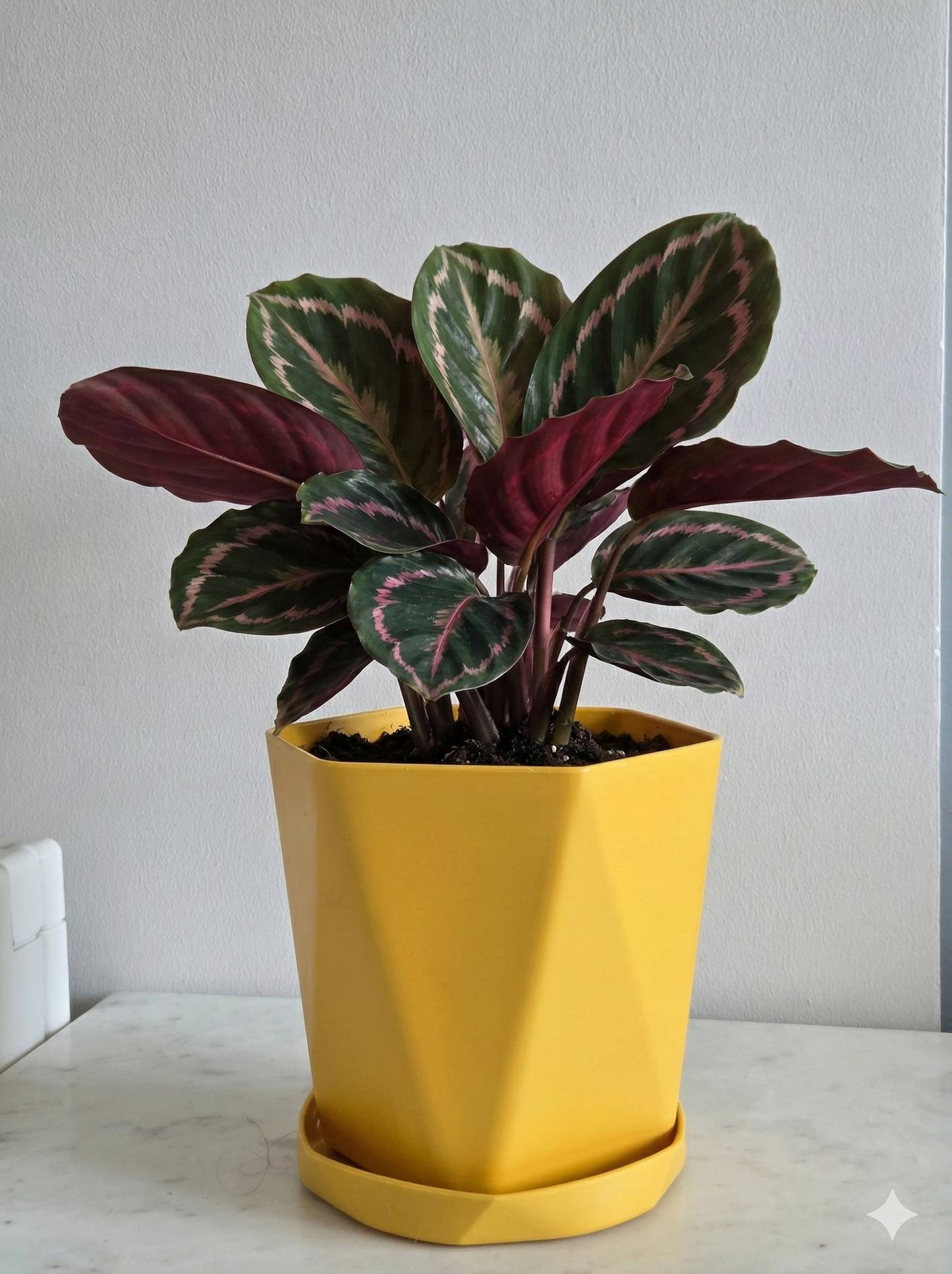 Multicolor decorative pots
