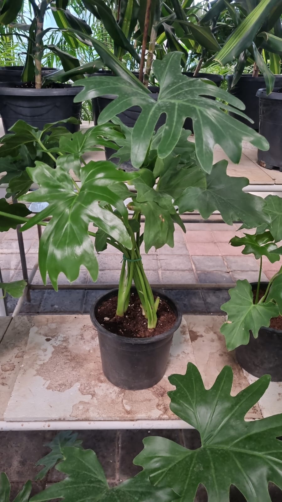 Philodendron Selloum