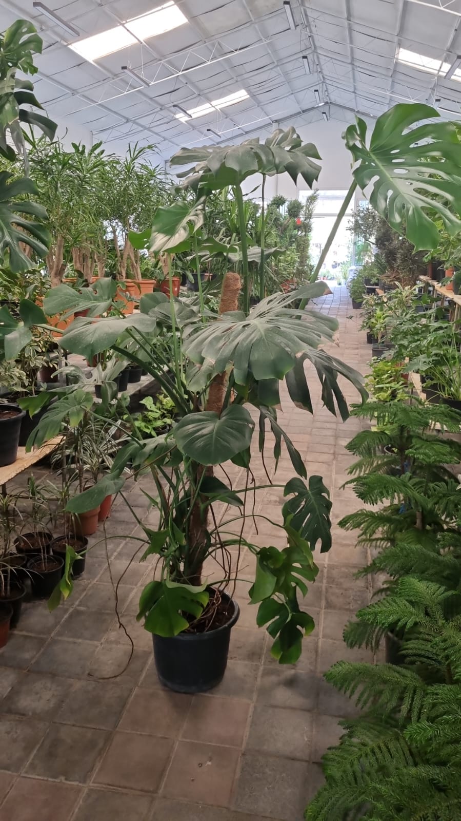 Monstera deliciosa