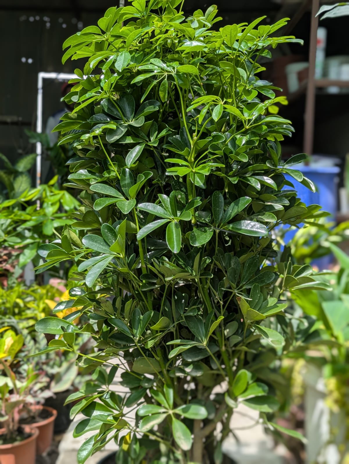 Plants