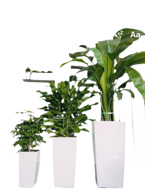 Self Watering Pots - Wide mouth