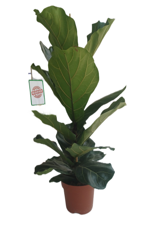Fiddle-Leaf Fig (Ficus lyrata)