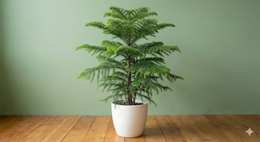 Araucaria heterophylla