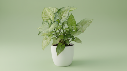 Arrowhead Plant (Syngonium podophyllum) Indoor Plant Bahrain

