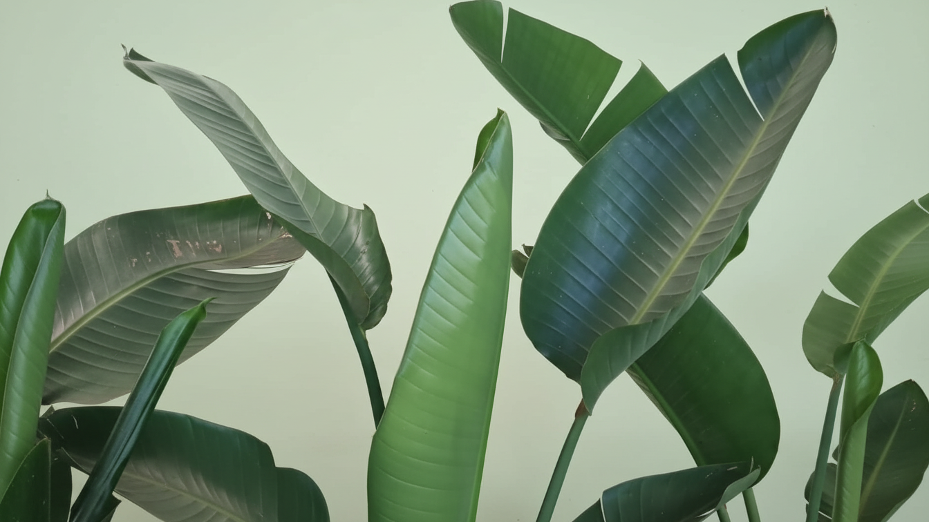 Bird of Paradise (Strelitzia reginae) Indoor Plant Bahrain

