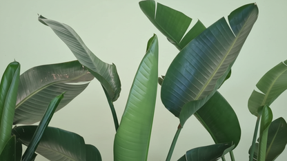 Bird of Paradise (Strelitzia reginae) Indoor Plant Bahrain

