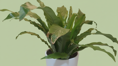 Bird’s Nest Fern (Asplenium Nidus) Indoor Plant Bahrain
