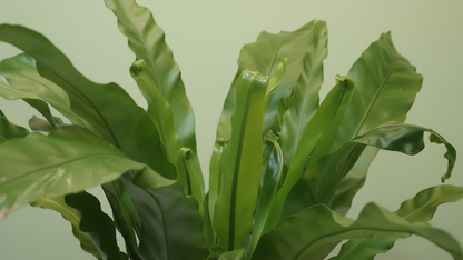 Bird’s Nest Fern (Asplenium Nidus) Indoor Plant Bahrain
