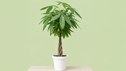 Braided Money Tree (Pachira Aquatica) Indoor Plant Bahrain
