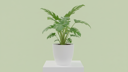 Philodendron Selloum