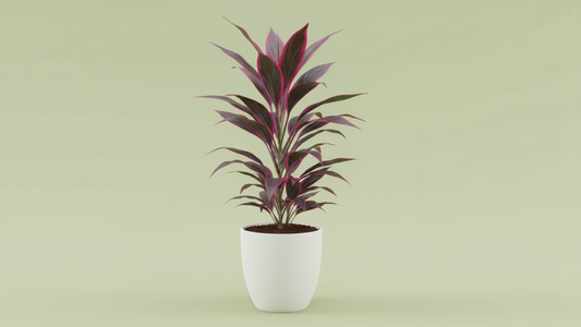 Cordyline Fruticosa (Ti Plant) Indoor Plant Bahrain
