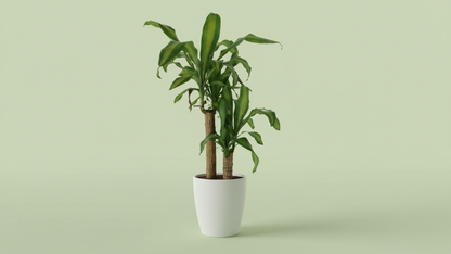 Corn Plant (Dracaena fragrans ‘Massangeana’) Indoor Plant Bahrain
