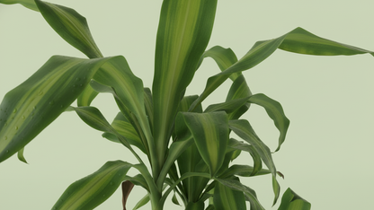 Corn Plant (Dracaena fragrans ‘Massangeana’) Indoor Plant Bahrain
