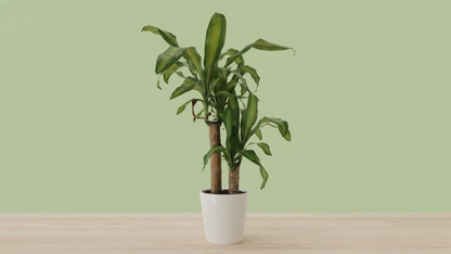 Corn Plant (Dracaena fragrans ‘Massangeana’) Indoor Plant Bahrain

