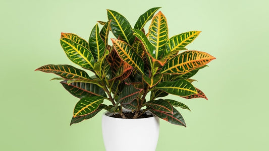 Croton Petra Indoor Plant Bahrain
