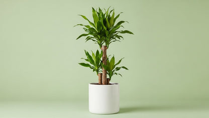 Dracaena Fragrans Indoor Plant Bahrain

