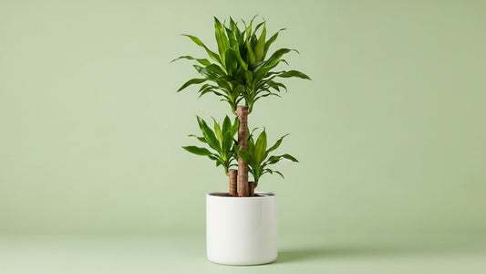 Dracaena Fragrans Indoor Plant Bahrain
