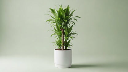Dracaena Fragrans Indoor Plant Bahrain
