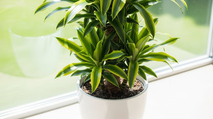 Dracaena Reflexa Indoor Plant Bahrain
