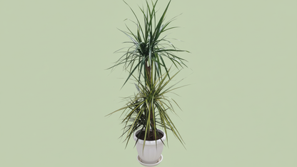 Dragon Tree (Dracaena Marginata) Indoor Plant Bahrain
