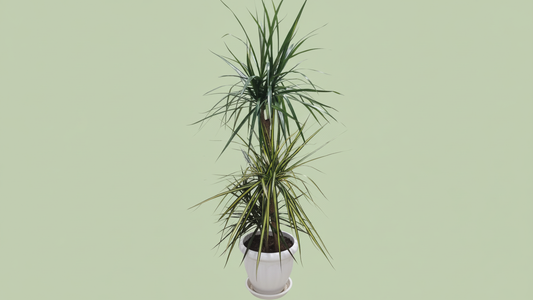 Dragon Tree (Dracaena Marginata) Indoor Plant Bahrain
