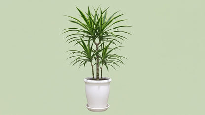 Dragon Tree (Dracaena Marginata) Indoor Plant Bahrain
