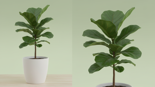 Fiddle-Leaf Fig (Ficus lyrata) Indoor Plant Bahrain
