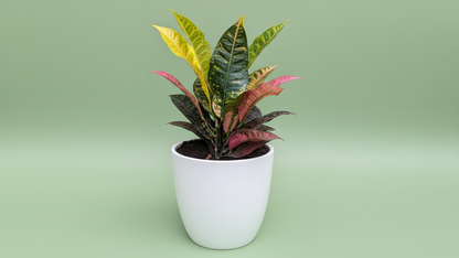 Garden Croton (Codiaeum variegatum) Indoor Plant Bahrain
