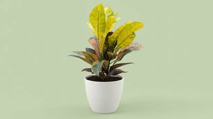 Garden Croton (Codiaeum variegatum) Indoor Plant Bahrain
