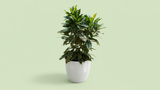 Gold Dust Plant (Aucuba japonica ‘Variegata’) Indoor Plant Bahrain
