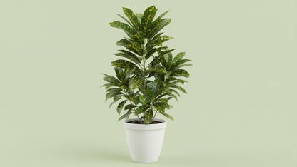 Gold Dust Plant (Aucuba japonica ‘Variegata’) Indoor Plant Bahrain
