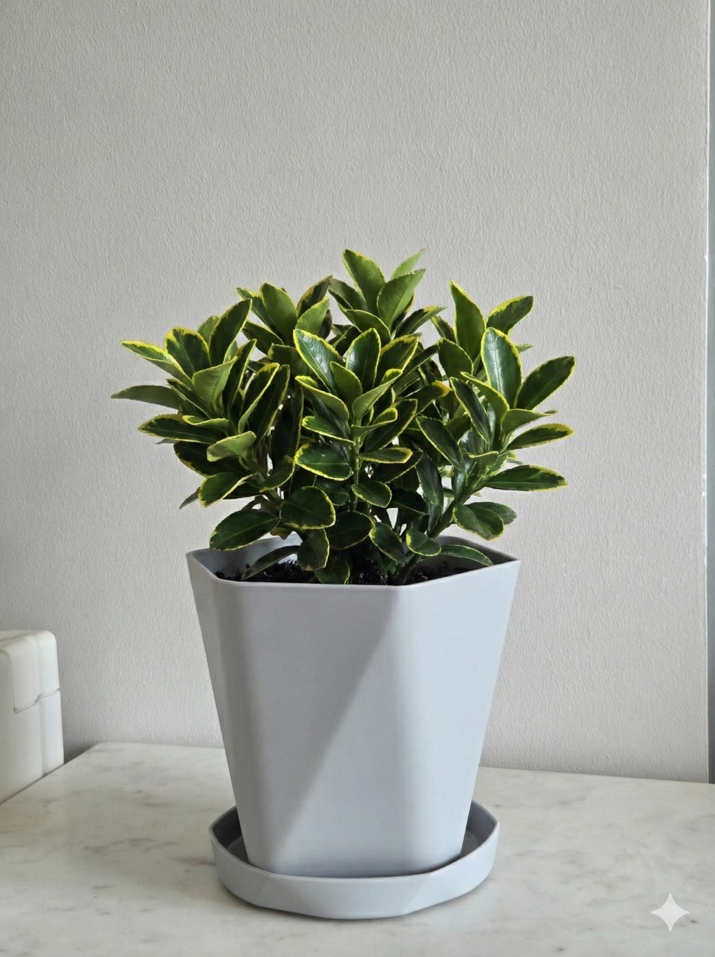 Multicolor decorative pots