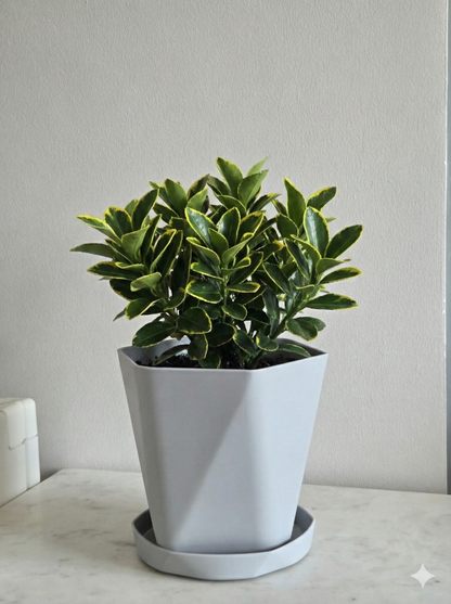 Multicolor decorative pots