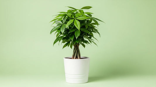 Guiana Chestnut Indoor Plant Bahrain
