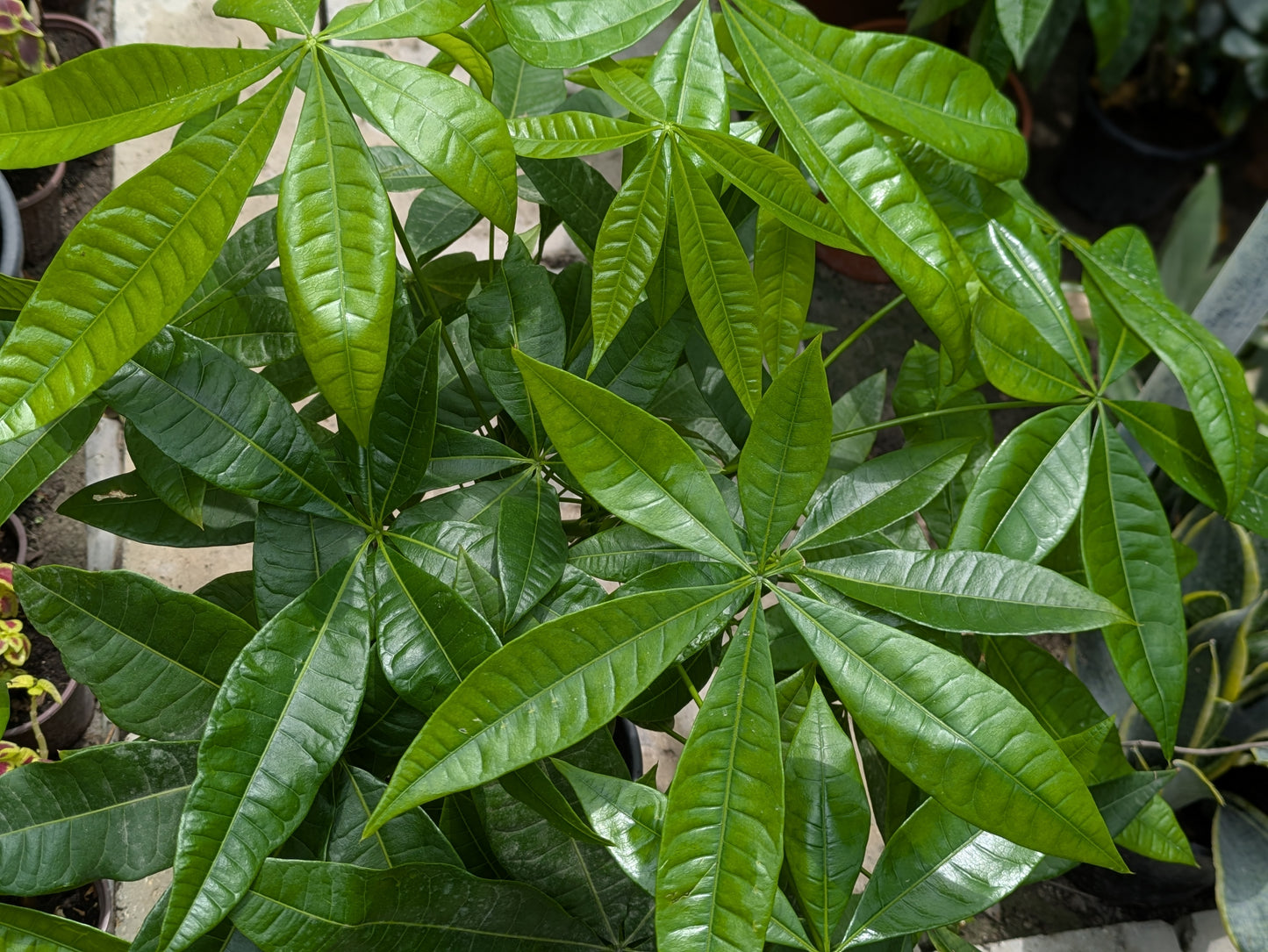 Guiana Chestnut