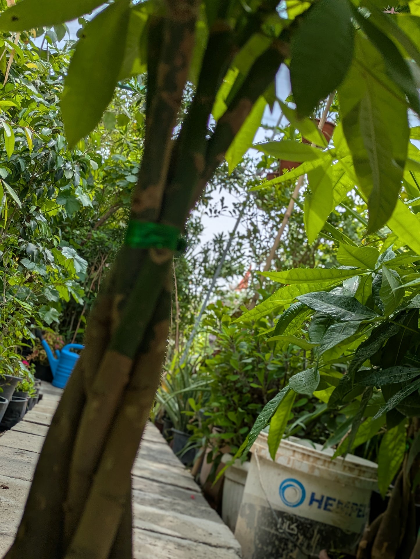 Guiana Chestnut