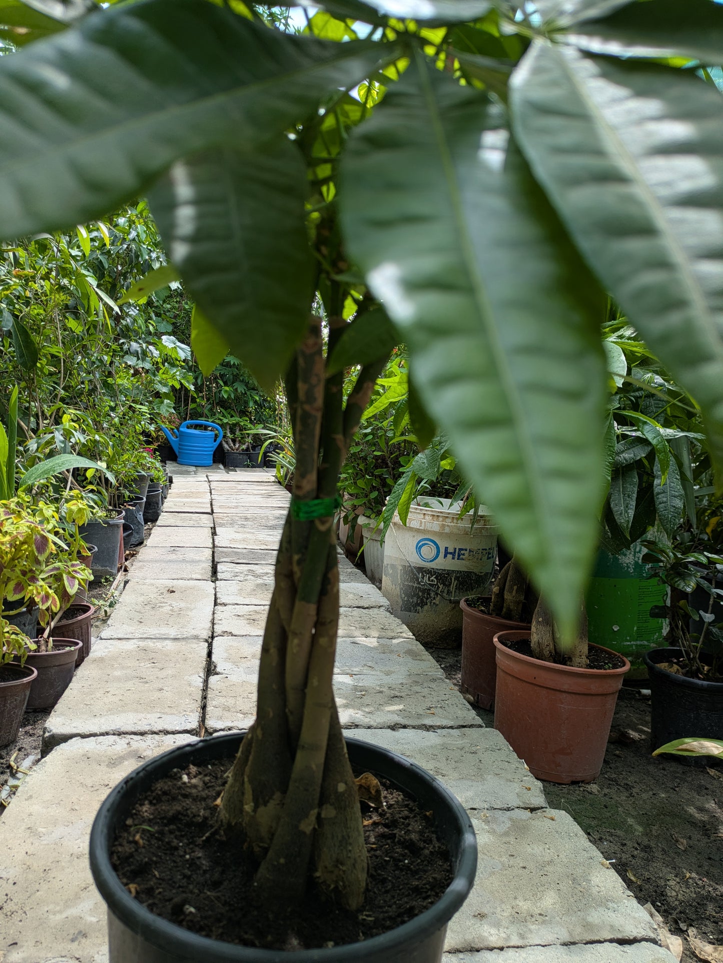 Guiana Chestnut